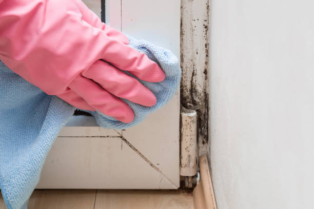 Best Black Mold Removal  in Bolindale, OH